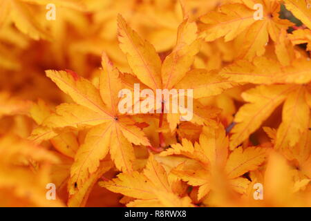 Acer palmatum crispifolium hishigashira'. Japanischer Ahorn Shishigashira angezeigte Farben des Herbstes, November, Großbritannien Stockfoto