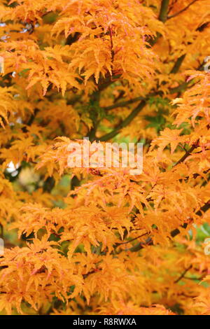 Acer palmatum crispifolium hishigashira'. Japanischer Ahorn Shishigashira angezeigte Farben des Herbstes, November, Großbritannien Stockfoto