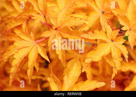 Acer palmatum crispifolium hishigashira'. Japanischer Ahorn Shishigashira angezeigte Farben des Herbstes, November, Großbritannien Stockfoto