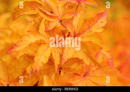 Acer palmatum crispifolium hishigashira'. Japanischer Ahorn Shishigashira angezeigte Farben des Herbstes, November, Großbritannien Stockfoto