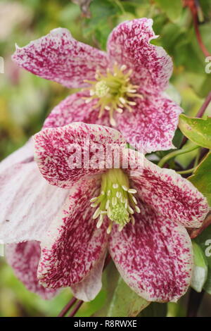 Clematis cirrhosa var. Purpurascens "sommersprossen". Clematis 'Freckles' Blüte im Winter - Dezember, Großbritannien Stockfoto