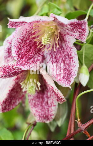 Clematis cirrhosa var. Purpurascens "sommersprossen". Clematis 'Freckles' Blüte im Winter - Dezember, Großbritannien Stockfoto