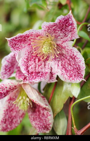 Clematis cirrhosa var. Purpurascens "sommersprossen". Clematis 'Freckles' Blüte im Winter - Dezember, Großbritannien Stockfoto