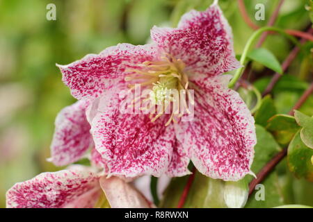 Clematis cirrhosa var. Purpurascens "sommersprossen". Clematis 'Freckles' Blüte im Winter - Dezember, Großbritannien Stockfoto