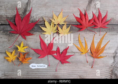 Acer palmatum. Japanische ahorne Blätter im Herbst. Obere Reihe (L-R) Matsukaze, Sango Kaku, Trompenburg. Untere Zeile: Shishigashira, Osakazuki, Villa Taranto Stockfoto