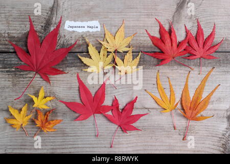 Acer palmatum. Japanische ahorne Blätter im Herbst. Obere Reihe (L-R) Matsukaze, Sango Kaku, Trompenburg. Untere Zeile: Shishigashira, Osakazuki, Villa Taranto Stockfoto