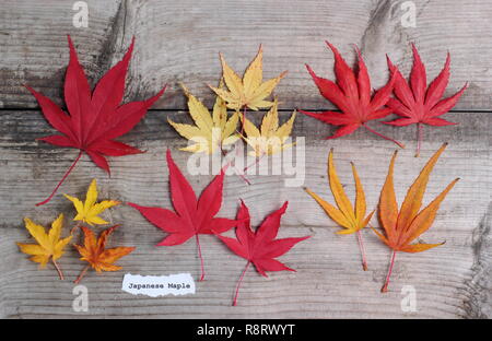 Acer palmatum. Japanische ahorne Blätter im Herbst. Obere Reihe (L-R) Matsukaze, Sango Kaku, Trompenburg. Untere Zeile: Shishigashira, Osakazuki, Villa Taranto Stockfoto