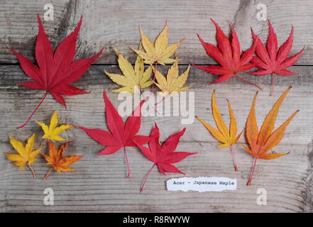 Acer palmatum. Japanische ahorne Blätter im Herbst. Obere Reihe (L-R) Matsukaze, Sango Kaku, Trompenburg. Untere Zeile: Shishigashira, Osakazuki, Villa Taranto Stockfoto