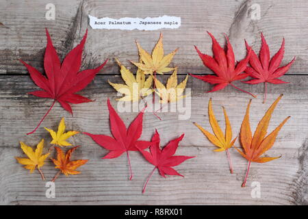 Acer palmatum. Japanische ahorne Blätter im Herbst. Obere Reihe (L-R) Matsukaze, Sango Kaku, Trompenburg. Untere Zeile: Shishigashira, Osakazuki, Villa Taranto Stockfoto