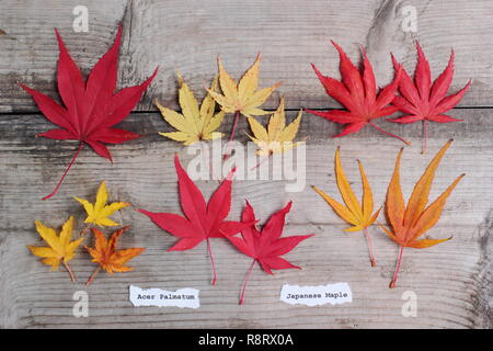 Acer palmatum. Japanische ahorne Blätter im Herbst. Obere Reihe (L-R) Matsukaze, Sango Kaku, Trompenburg. Untere Zeile: Shishigashira, Osakazuki, Villa Taranto Stockfoto