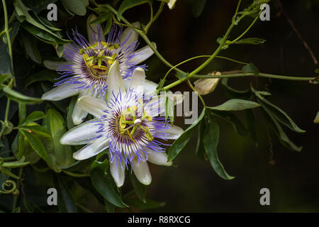 Makro Foto von alient exotische Blume Passiflora incarnata Stockfoto