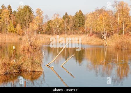 Autumnal banks of Old Rhine - Altach, Vorarlberg, Austria Stockfoto