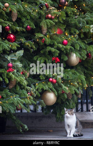 Larry, die Zahl 10 Cat, sitzt unter dem Weihnachtsbaum in Downing Street, London. Stockfoto