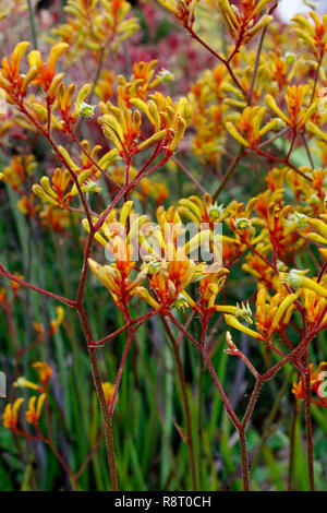 Australische Ureinwohner kangaroo Pfoten Stockfoto