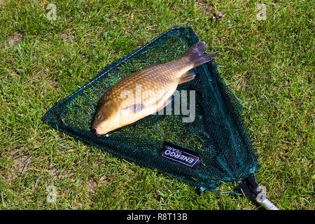 Karpfen im Netz Stockfoto