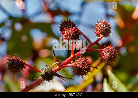 Rote kugelförmige stacheligen Samen Kapseln von Castor bean genannt oder auch Rizinus Ricinus communis, rote Früchte gegen einen hellen Himmel, Stockfoto