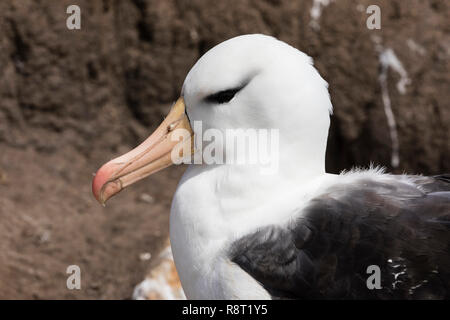 Der Kopf eines Schwarzen der tiefsten Albatross auf Saunders Island, Falkland Inseln Stockfoto