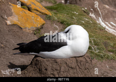 Schwarz der tiefsten Alabtross schläft auf seinem Nest, der seinen Schnabel in seine Federn auf Saunders Island, Falkland Inseln Stockfoto