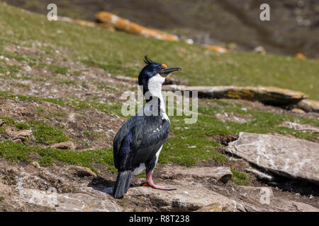 König Kormoran steht auf einem Felsen auf Saunders Island, Falkland Inseln Stockfoto