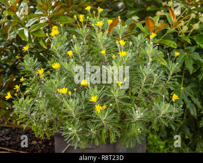 Euryops pectinatus, African Daisy, in einem Topf Wachsende, blühende im Winter, Devon, Großbritannien Stockfoto