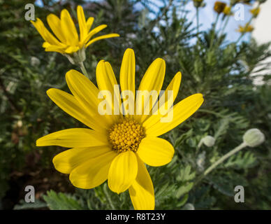 Euryops pectinatus, African Daisy, Blüte im Winter, Devon, Großbritannien Stockfoto