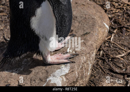 In der Nähe der Füße eines Rockhopper penguin auf Saunders Island, Falkland Inseln Stockfoto