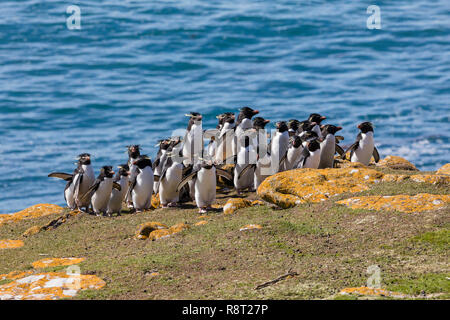 Spaziergang Gruppe von rockhopper Pinguine auf den Hügel zu ihrer Kolonie auf Saunders Island, Falkland Inseln Stockfoto