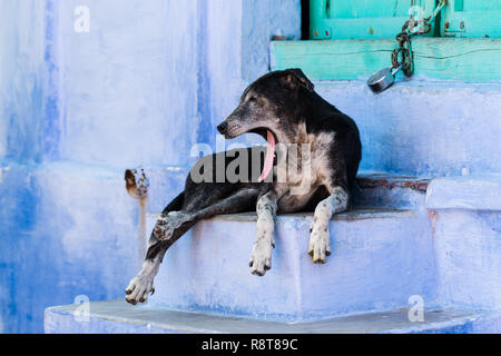 Inukai Gähnen vor einem blauen bemalten Haus, Jodhpur, Indien Stockfoto