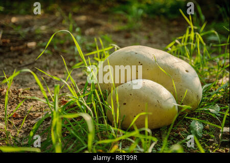 wilde Pilze im Wald Stockfoto