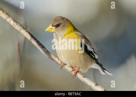 Abend Grosbeak Coccothraustes vespertinus Sax-Zim Moor, Minnesota in den Vereinigten Staaten am 22. Februar 2018 erwachsene Frau Fringillidae Stockfoto