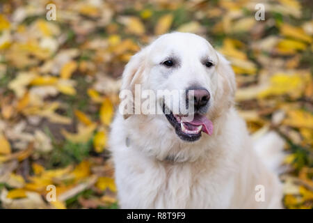 Schöne Golden Retriever Hund im Herbst Wald Sitzen im Freien Stockfoto