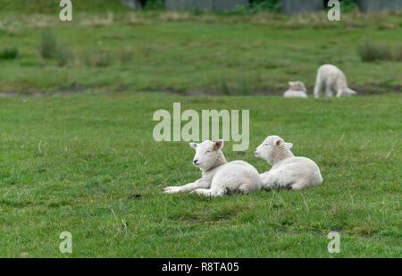 Lämmer recling auf der Farm in Neuseeland Stockfoto