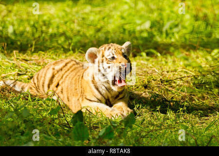 Sibirische/Amur Tiger Cub (Panthera tigris Altaica) Liegend Gähnen Stockfoto