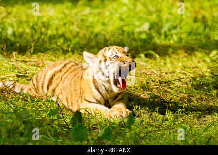 Sibirische/Amur Tiger Cub (Panthera tigris Altaica) Liegend Gähnen Stockfoto