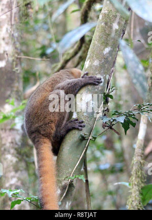 Madagaskar. 26 Aug, 2018. Eine gefährdete Golden Bamboolemur klammert (Hapalemur aureus) zu einem Bambus in der ranomafana Nationalpark im Südosten Madagaskars. (Dpa' die letzte ihrer Art: Die Abholzung gefährdet Lemuren') Quelle: Jürgen Bätz/dpa/Alamy leben Nachrichten Stockfoto