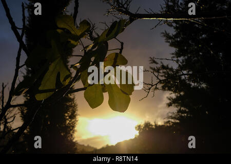 10.12.2018, Türkei, Kusadasi: Die untergehende Sonne leuchtet verbleibenden Blätter auf einem Feigenbaum Maulbeerbaum. Foto: Jens Kalaene/dpa-Zentralbild/ZB | Verwendung weltweit Stockfoto