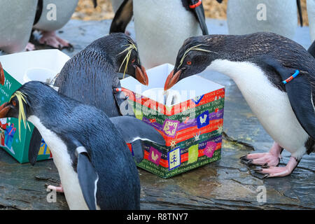 ZSL Whipsnade Zoo, Bedfordshire Dez 2018 18. Splish, Splash - es gibt festlich verpackte Kisten für den Nördlichen rockhopper Pinguine im Zoo, mit ihrem Liebling fischig Snacks gefüllt. Es ist ein whipsnade Wunderland für die Tiere im ZSL Whipsnade Zoo, der von einigen leckeren überrascht sind, behandelt. Credit: Imageplotter Nachrichten und Sport/Alamy leben Nachrichten Stockfoto