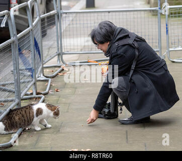 London, 18. Dezember 2018, einen Fotografen feeds Larry der Downing Street cat London Credit Ian Davidson/Alamy leben Nachrichten Stockfoto