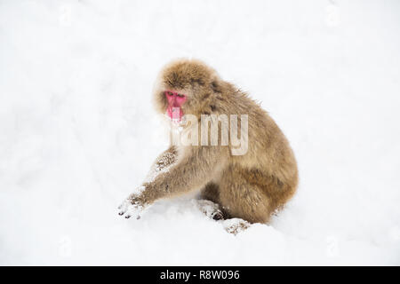 Japanischen makaken oder Monkey Suche nach Essen im Schnee Stockfoto