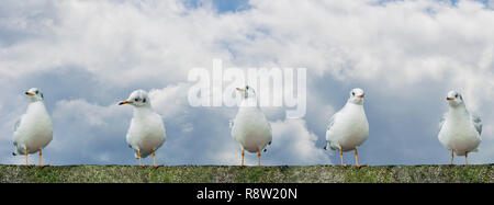 Close-up von Möwen (Laridae) stehen in einer Reihe auf einem Stonewall vor großen Wolken. Stockfoto