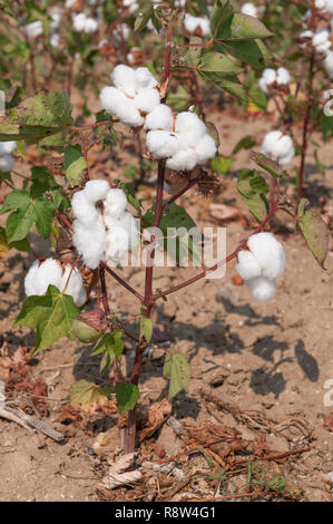 Knospen des Baumwollanbaus auf Baumwolle in einem Feld. Stockfoto