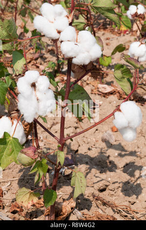 Baumwolle Pflanze Knospen fast reif für die Ernte. Stockfoto