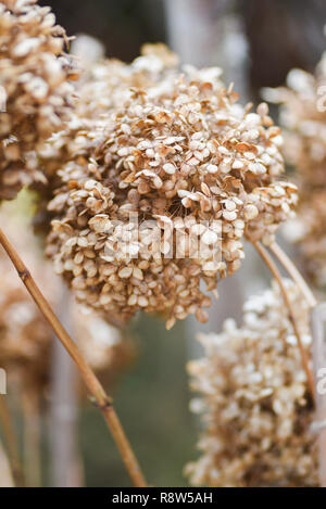 Getrocknete Hortensien im Garten im Spätherbst. Stockfoto
