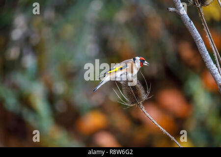 Carduelis carduelis, Europäische Stieglitz, hocken auf den Kopf einer Karde im späten Herbst Anfang Winter in einem Garten in Surrey, England, Großbritannien Stockfoto