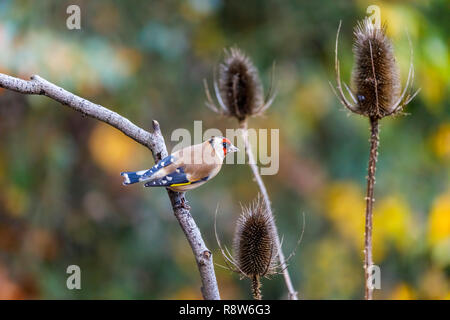 Carduelis carduelis, Europäische Stieglitz, hocken durch den Kopf einer Karde im späten Herbst Anfang Winter in einem Garten in Surrey, England, Großbritannien Stockfoto