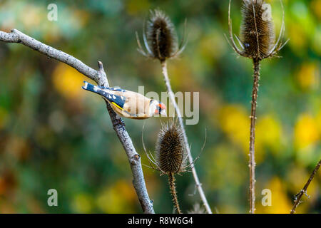 Carduelis carduelis, Europäische Stieglitz, hocken durch den Kopf einer Karde im späten Herbst Anfang Winter in einem Garten in Surrey, England, Großbritannien Stockfoto