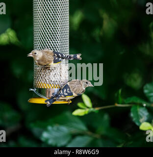 Ein Paar junger, unreifer, juveniler europäischer Goldfinken (Carduelis carduelis), die im Sommer an einem Futterhäuschen in einem Garten in Surrey, SE England, fressen Stockfoto