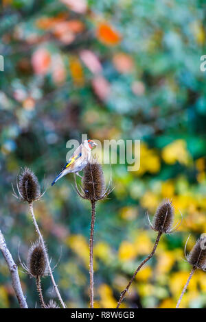 Carduelis carduelis, Europäische Stieglitz, hocken auf den Kopf einer Karde im späten Herbst Anfang Winter in einem Garten in Surrey, England, Großbritannien Stockfoto
