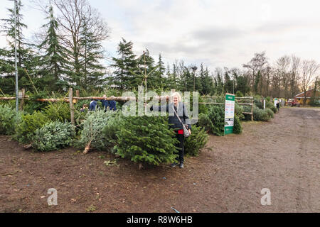 Saisonale Weihnachten festliche Jahreszeit Zubereitungen: Frau Kauf eines frisch geschnittenen Weihnachtsbaum an einem Weihnachtsbaum Farm in der Nähe von Chertsey, Surrey, Südost England Stockfoto
