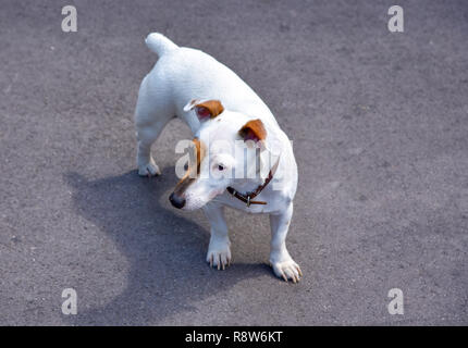 Jack Russell Terrier steht auf grauem Asphalt Stockfoto